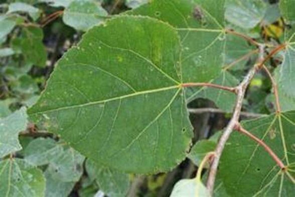Les feuilles de tremble pour la perfusion de guérison